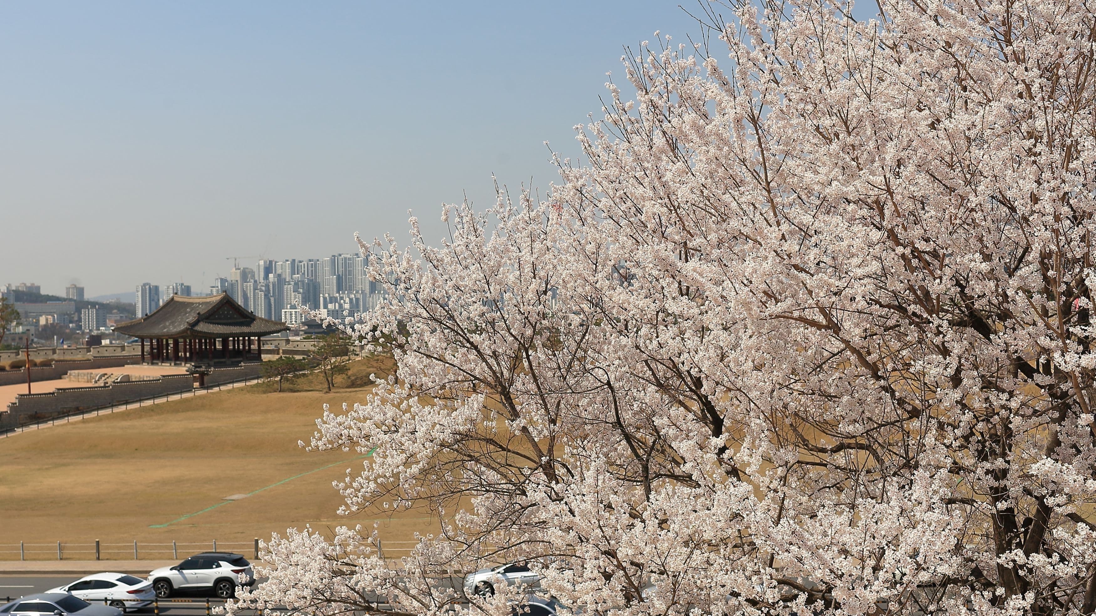 Suwon Hwaseong Fortress cherry blossom