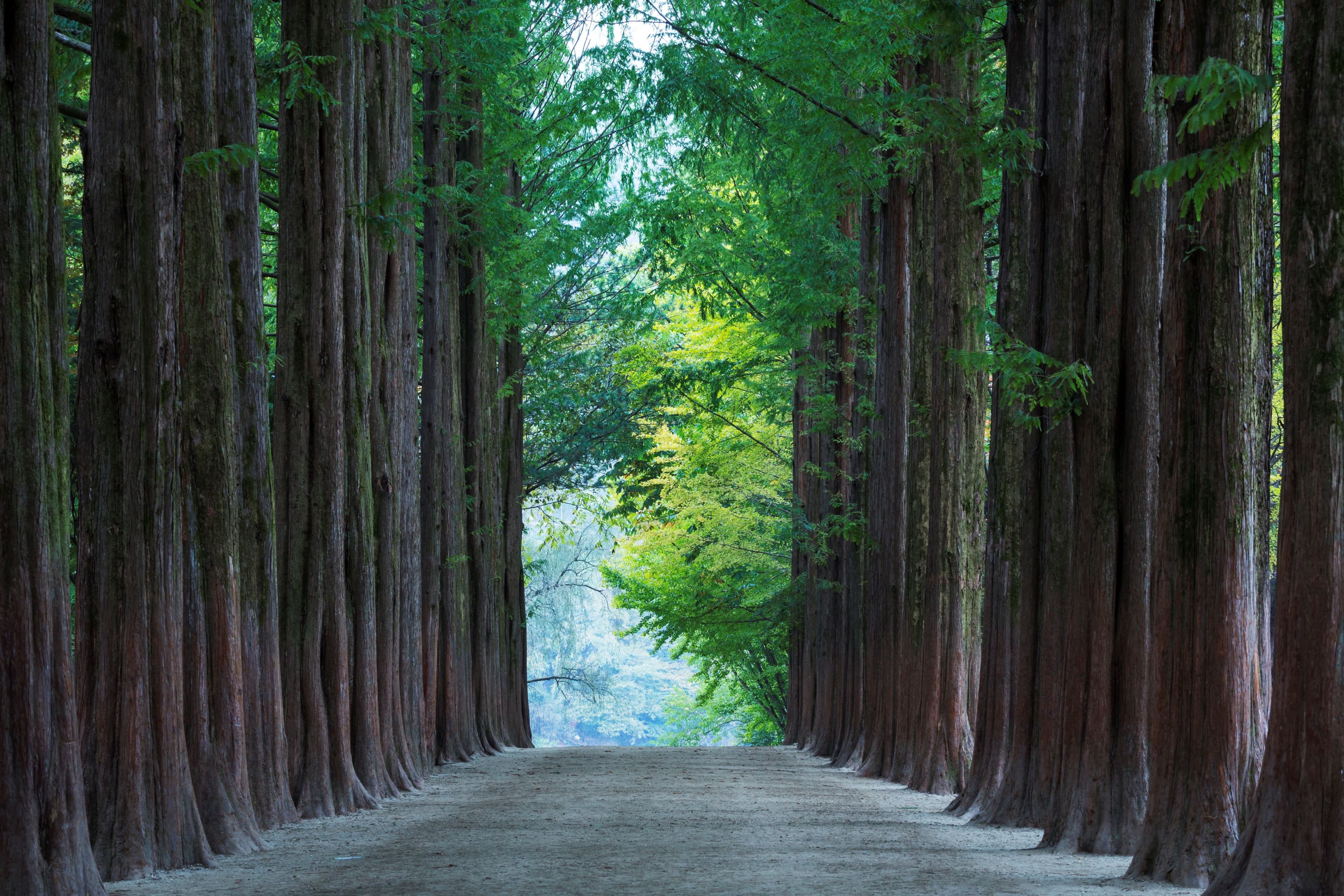 KOREA + NAMI ISLAND & MT. SEORAK