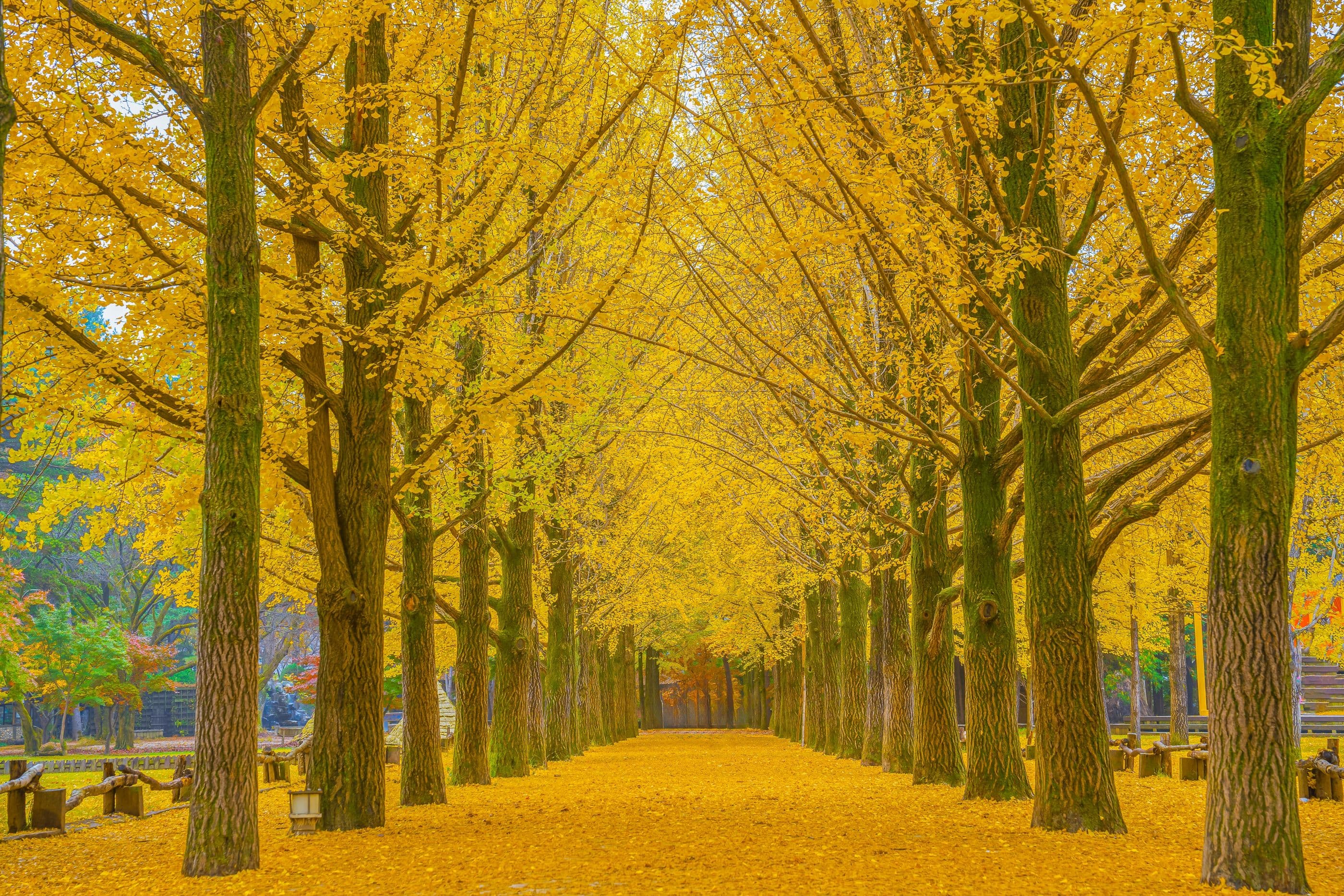 KOREA + NAMI ISLAND & MT. SEORAK