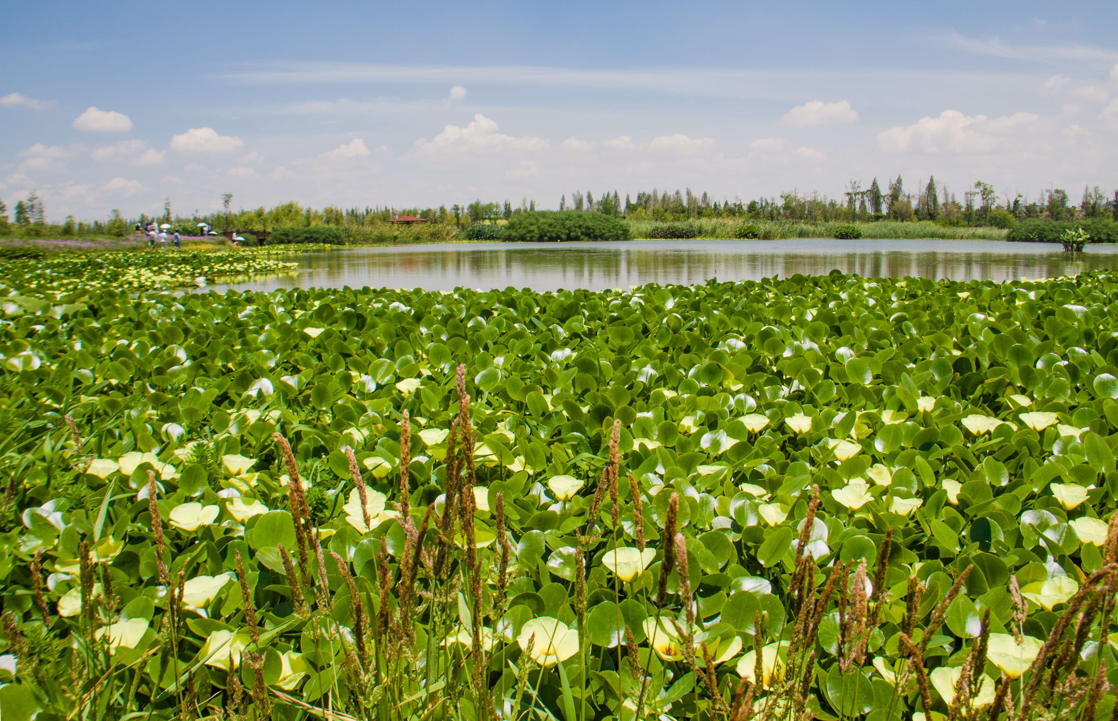 Baofeng Wetland Park