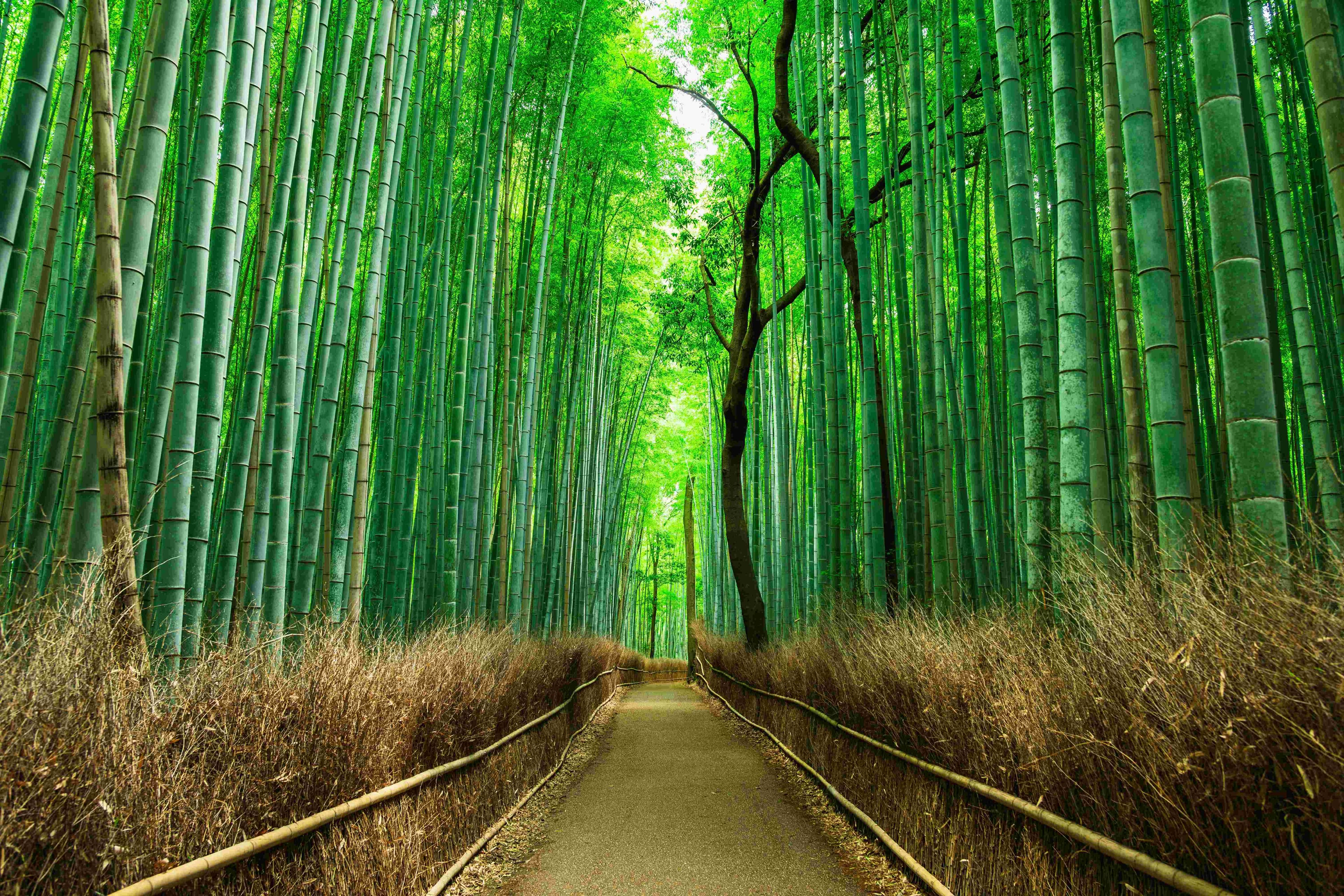 SPRING JAPAN GOLDEN ROUTE + SHIRAKAWAGO