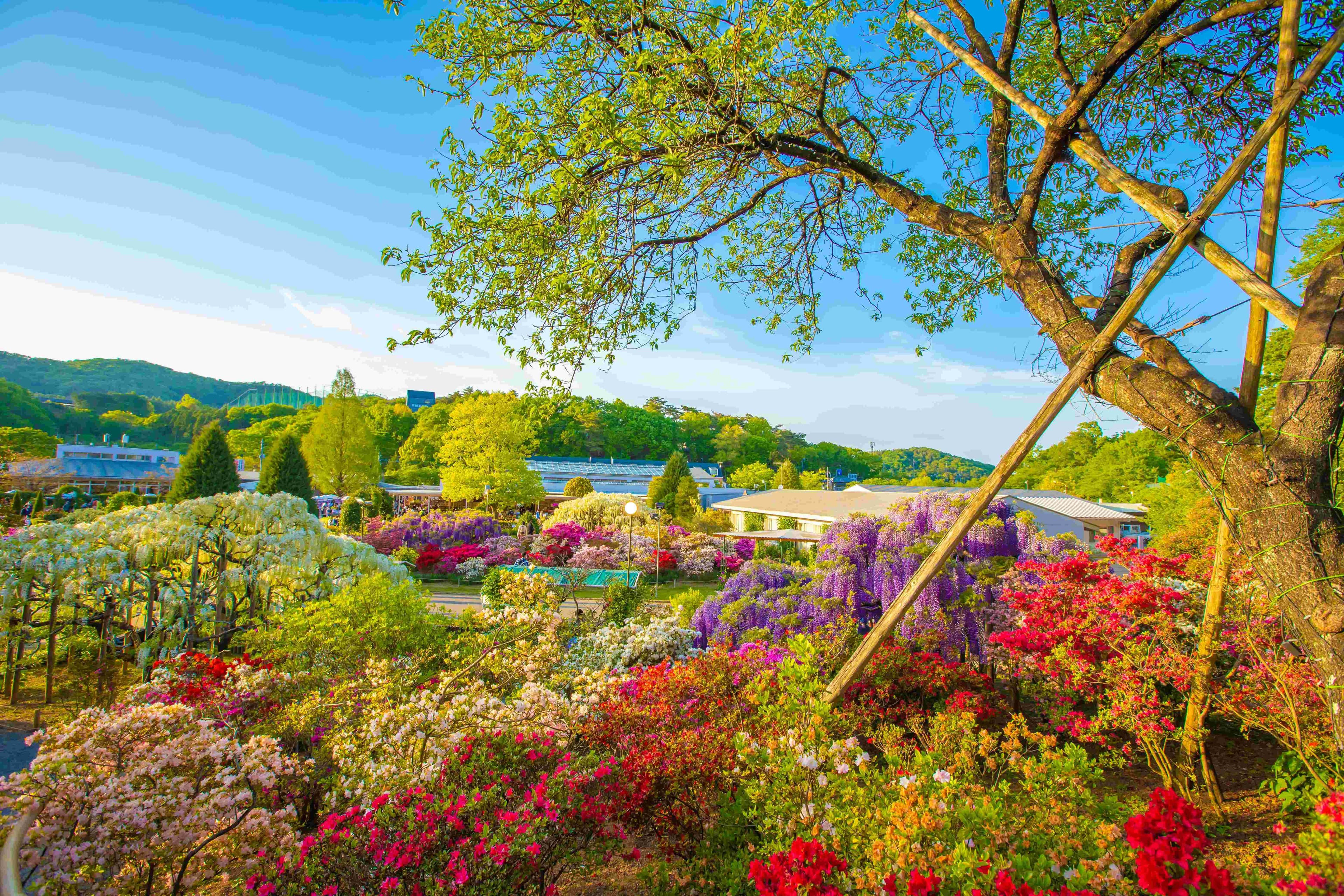 SPRING JAPAN GOLDEN ROUTE + SHIRAKAWAGO & WISTERIA FLOWER FESTIVAL