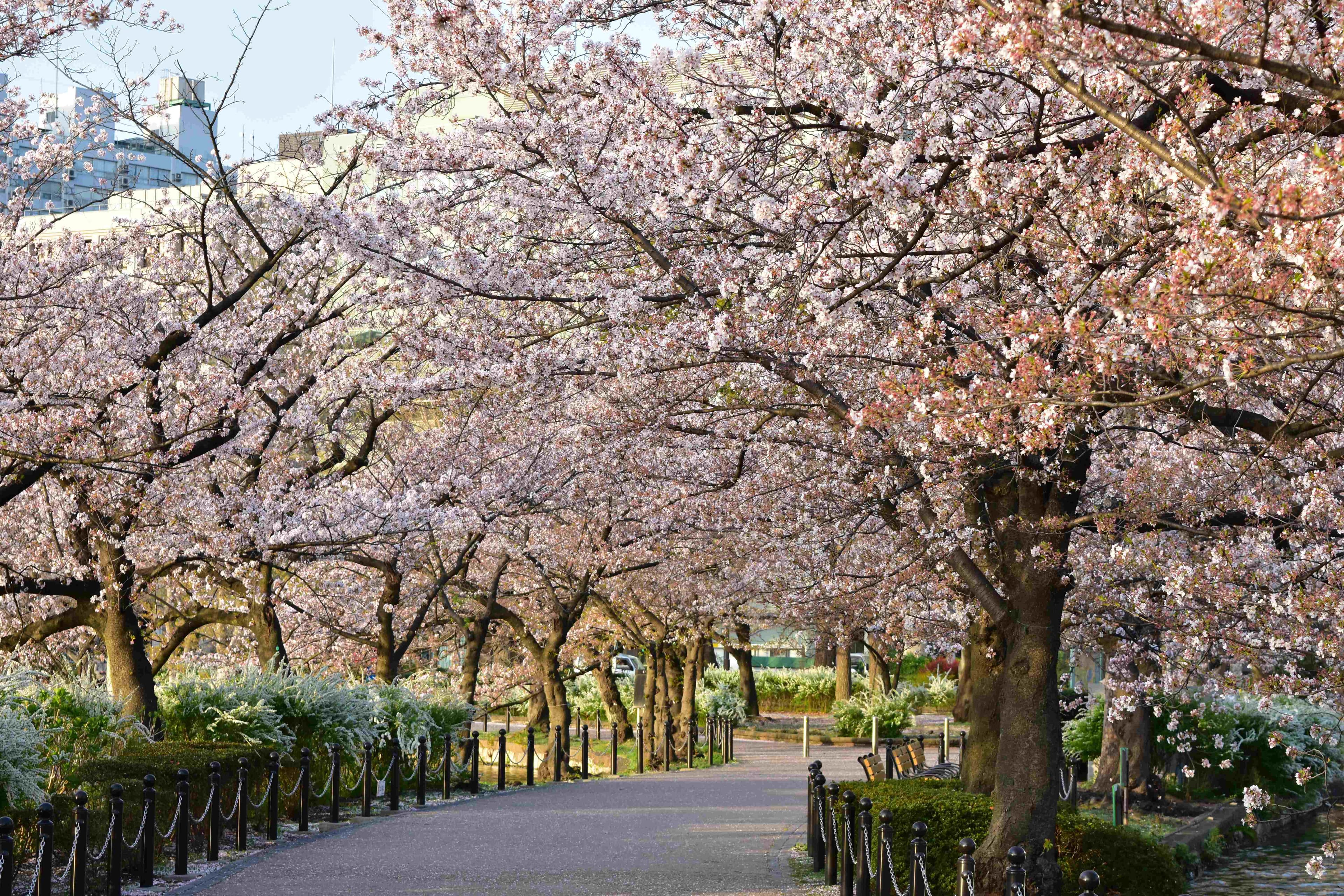 JAPAN GOLDEN ROUTE CHERRY BLOSSOM + SHIRAKAWAGO