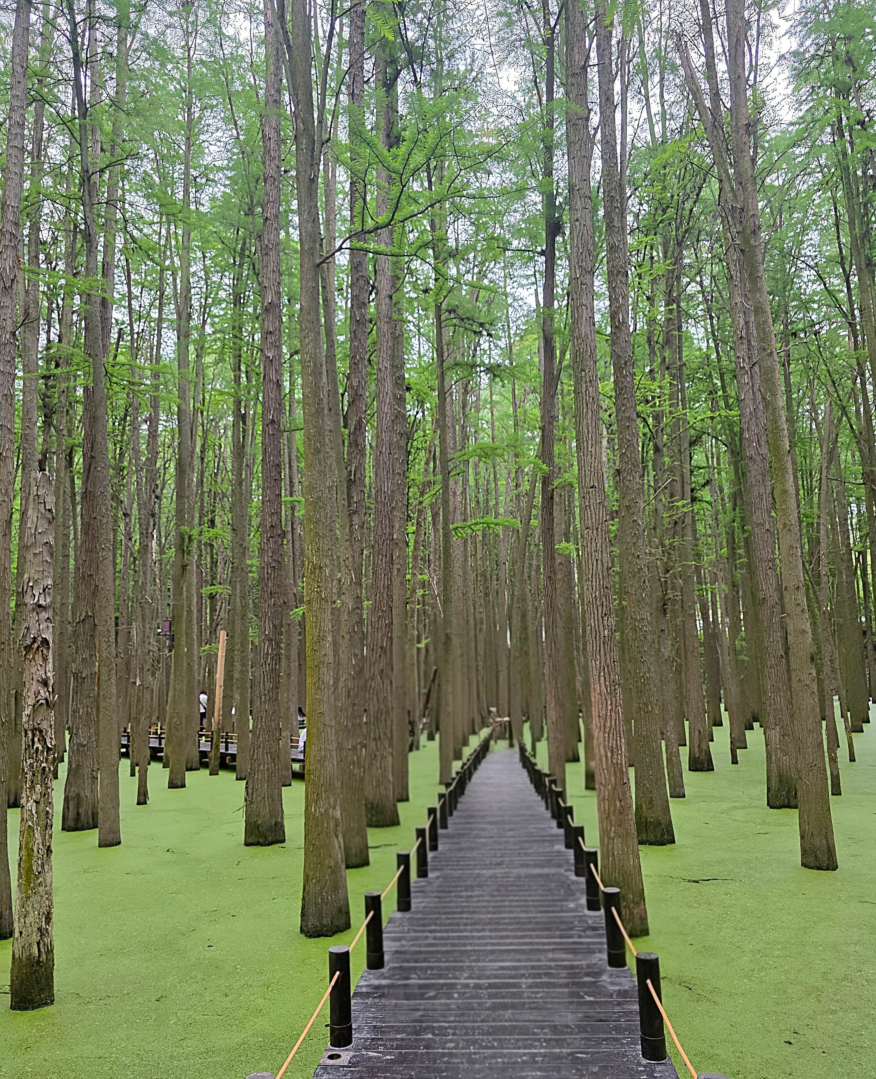 SPRING CHINA 3 THEME PARK + QINGSHAN MATCHA LAKE