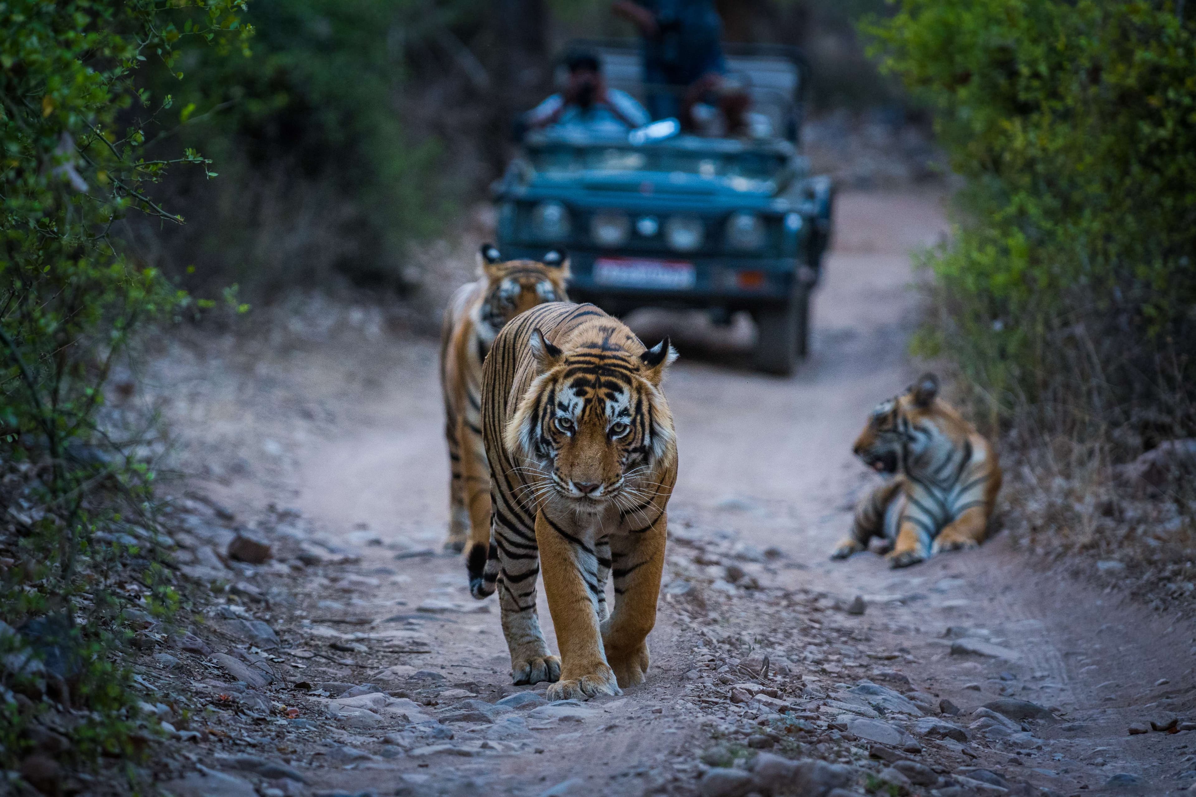 INDIA GOLDEN TRIANGLE + RANTHAMBORE NATIONAL PARK