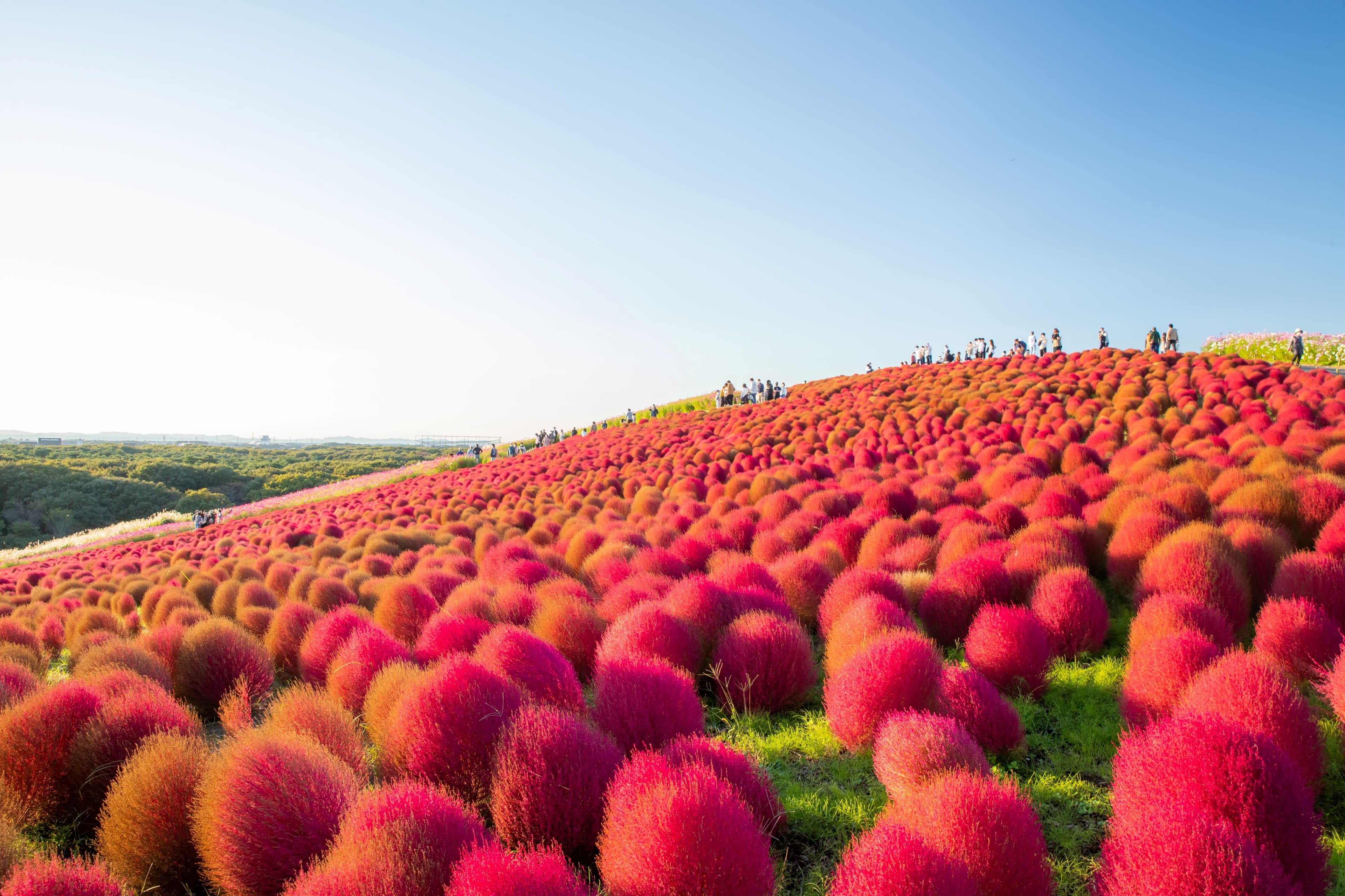 Hitachi Seaside Park Beautiful kochia-autumn