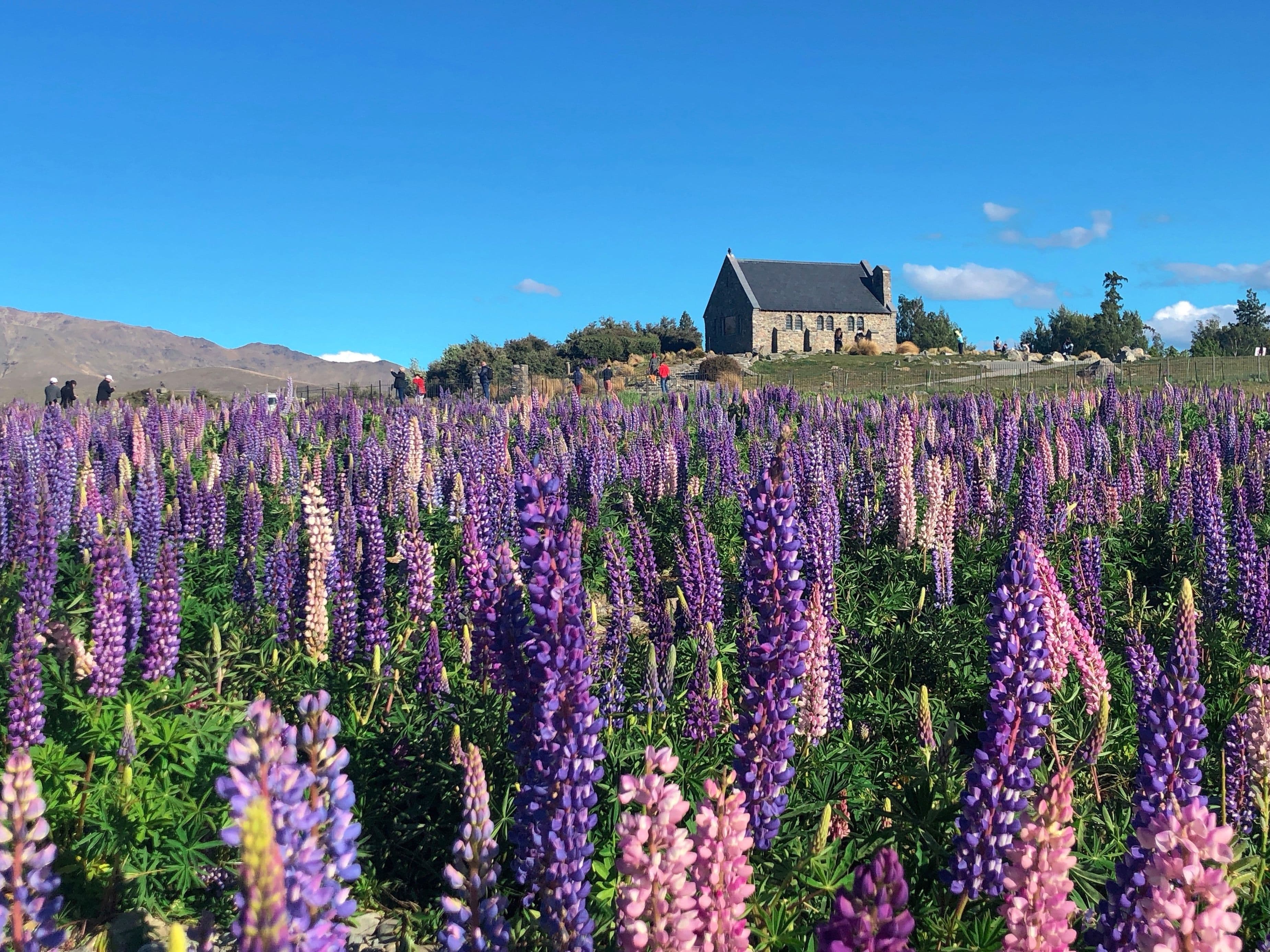 lupine flowers Lake Tekapo