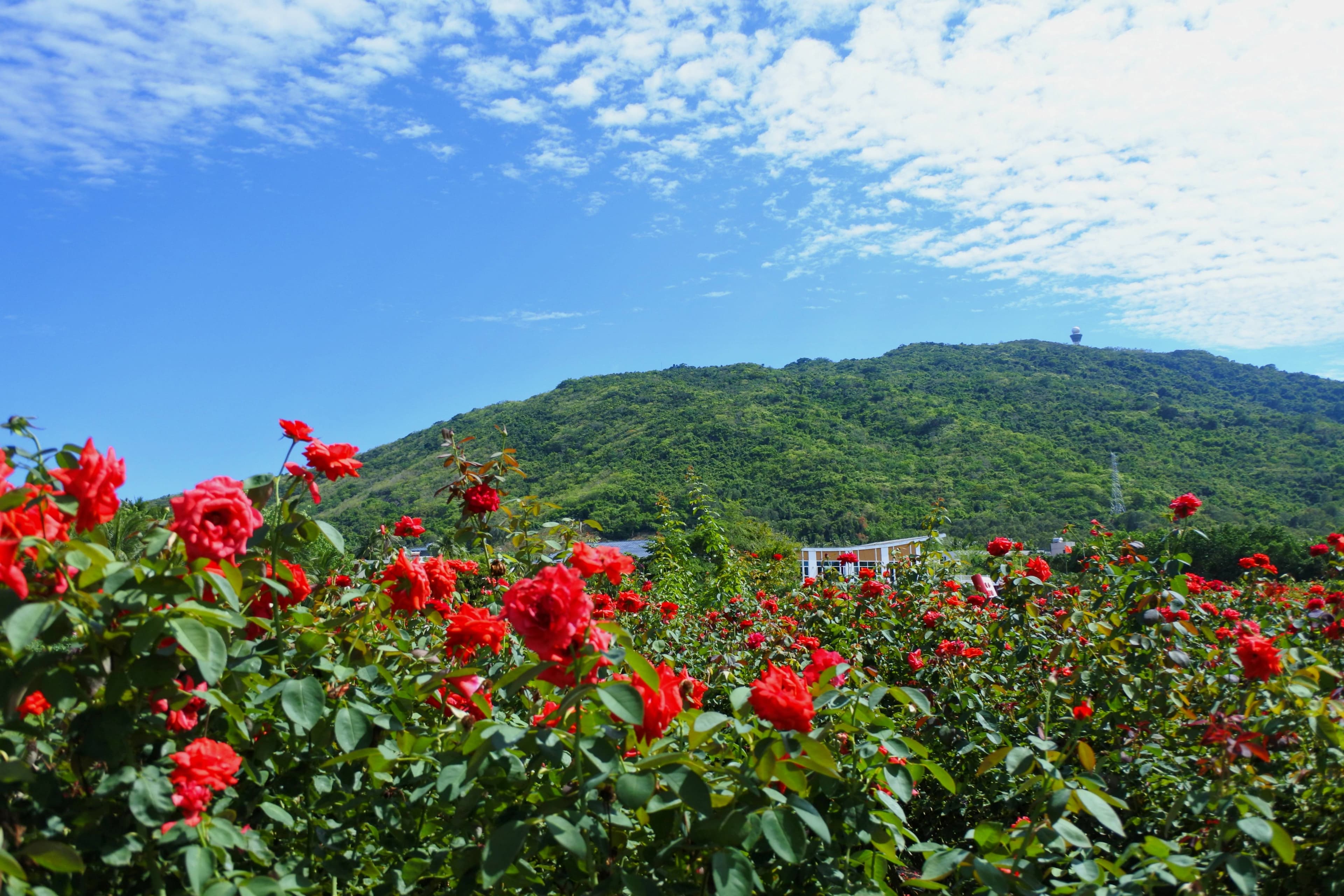 Yalong Bay International Rose Valley