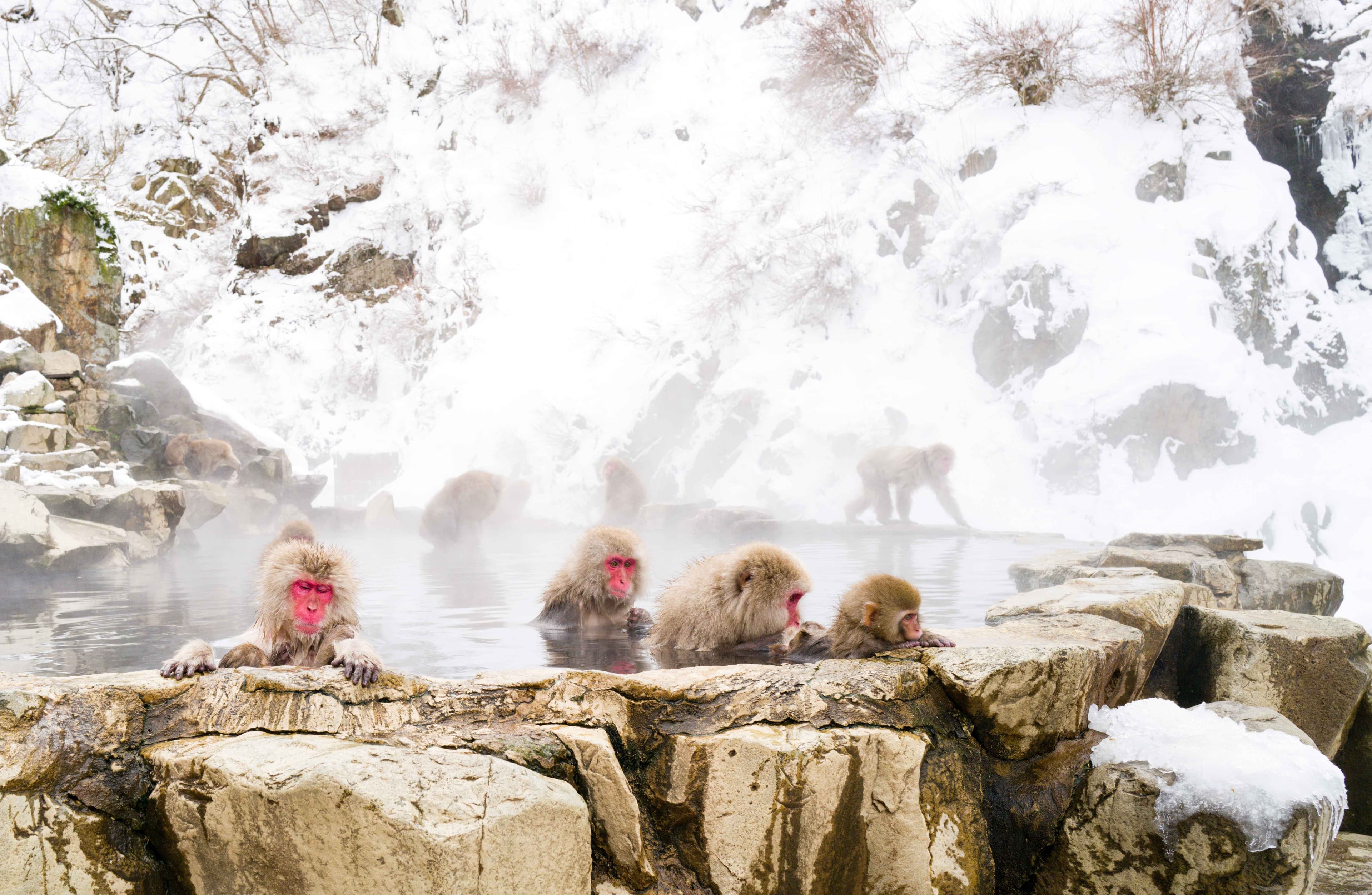 Jigokudani Monkey Park