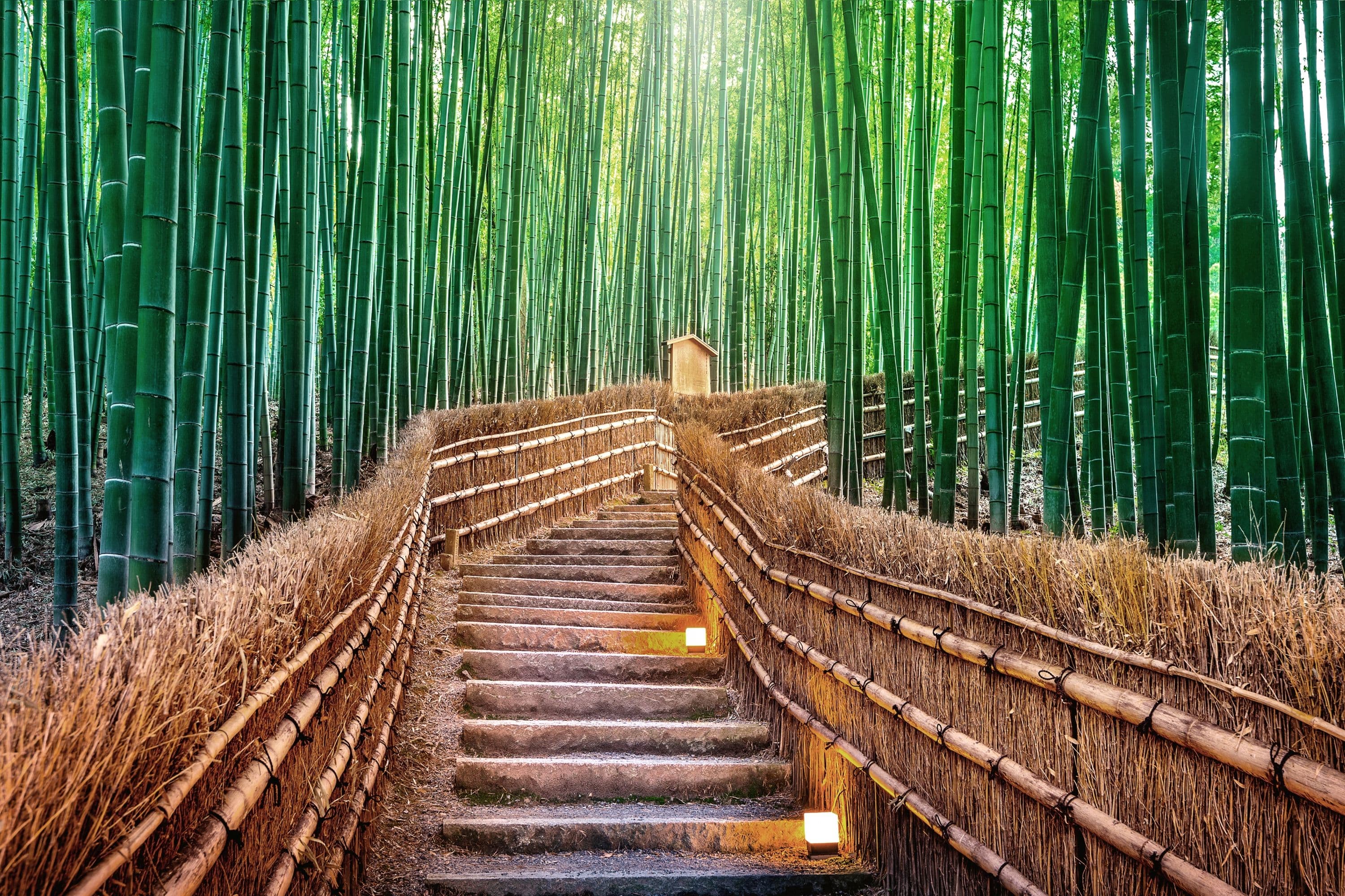Arashiyama Bamboo Forest 1